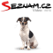 Seznam Videosuche powered by Yandex